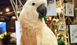 鹦鹉爆料视频大全,揭秘趣味视频大全背后的精彩瞬间