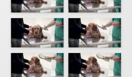 宠物医生爆料视频大全集,视频大全集深度解析